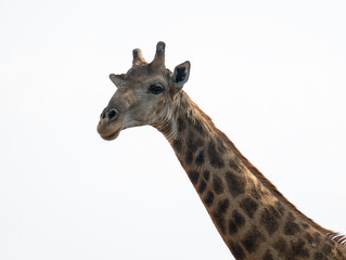 Afrikanische Tiere Giraffe im Busch vom Krüger National Park - Kruger Nationalpark Südafrika