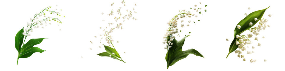 Delicate lily of the valley flowers with lush green leaves on a transparent background.