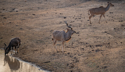 Afrikanische Tiere Männlicher Groß Kudu Strepsiceros, weiblicher groß Kudu und ein Nyala am...