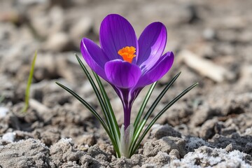 A single early crocus flower blooms brightly amid the bare earth in springtime