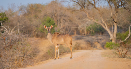 Afrikanische Tiere Weiblicher groß Kudu im Krüger National Park - Kruger Nationalpark Südafrika