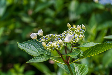 Budding Lacecap Hydrangea in the Garden