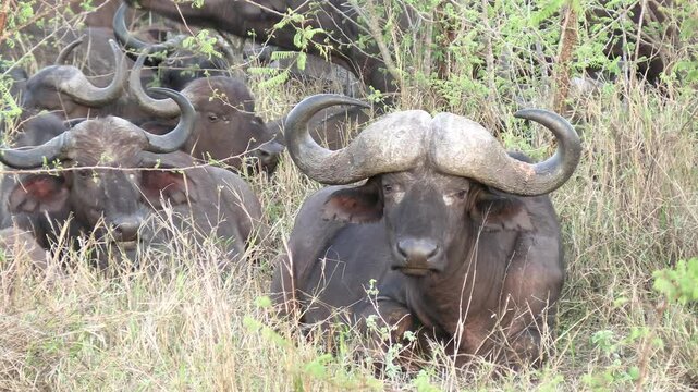 troupeau de buffles dans le Parc National Kruger, Afrique du Sud
