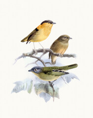 Fototapeta premium Bird illustration with classic inspiration. Digital watercolor on a cream textured paper background. Elegant design, perfect for sophisticated projects.