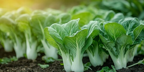 Lush green choy sum thriving in a vibrant vegetable garden, showcasing the healthy growth and beauty of green choy sum in a nurturing environment. Perfect for illustrating abundance in gardening.