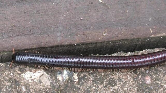 Mille-pattes g&eacute;ant africain (Archispirostreptus gigas), afrique du sud