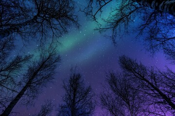 Captivating view of northern lights illuminating a starry night sky above bare winter trees in serene wilderness.