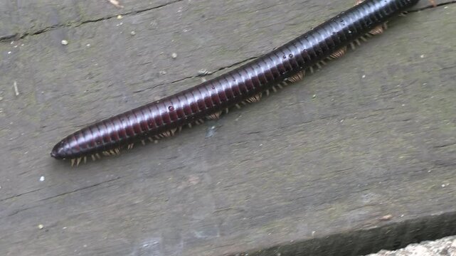 Mille-pattes g&eacute;ant africain (Archispirostreptus gigas), afrique du sud