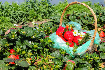 Strawberries picking at Rolin farm, Sunshine coast, QLD
