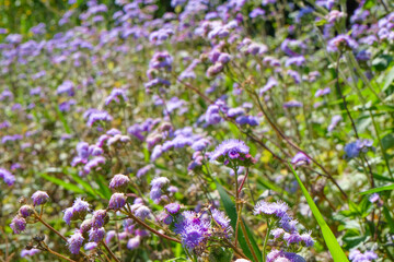 Maleny, Mountville - Sunshine coast hinterland, QLD