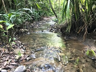 Tranquil Stream Flowing Through Lush Green Jungle Surrounded by Rocks and Vibrant Plant Life in a Serene Natural Setting