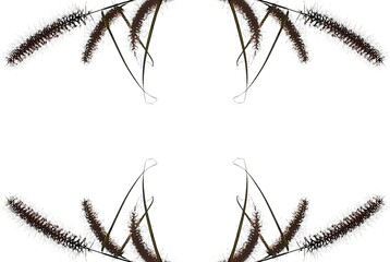 Symmetrical Brown Grass Seed Heads Frame Nature Design Botanical Background