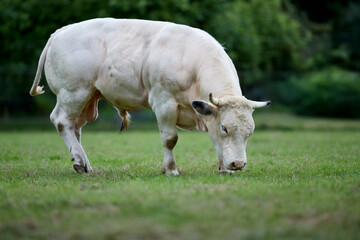 Young white bull on meadow