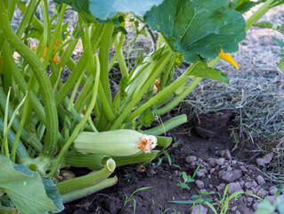 Obraz premium Zucchini on a bush. A bed with zucchini.