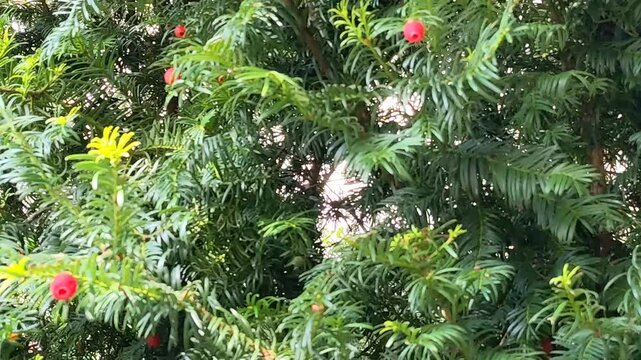 Red berries of the common yew tree (taxus baccata) amongst green leaves. Common yew, English yew, European yew