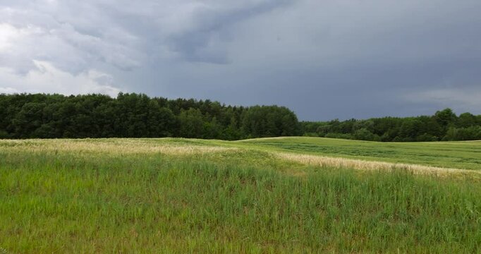 wheat field after a thunderstorm and rain, cloudy weather in a field with ripe wheat