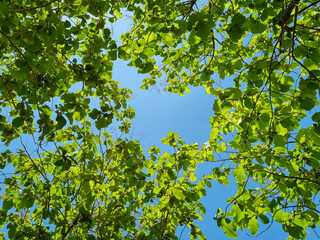 A clear blue sky with vibrant green leaves in the foreground