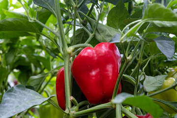 Ripe sweet red pepper on a bush. Red paprika in the garden.