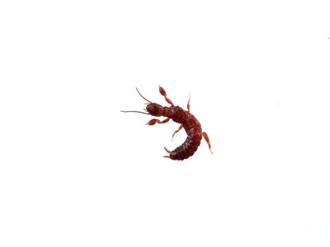 Webspinner on a white background. Embioptera, also known as Embiidina. 