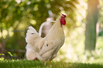 White rooster crows in garden in warm light