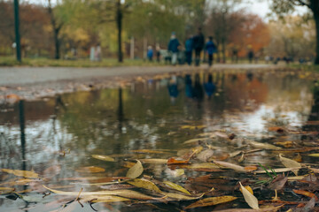 Close up of a puddle in a park