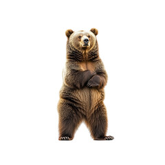 Majestic Grizzly Bear Standing on Hind Legs, Isolated on White Background