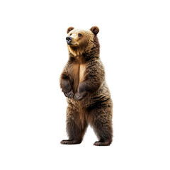 Obraz premium Majestic Brown Bear Standing on Hind Legs, Isolated on White Background
