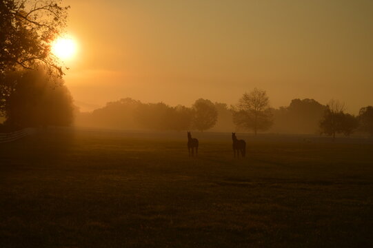 Two horses standing in pasture at golden hour