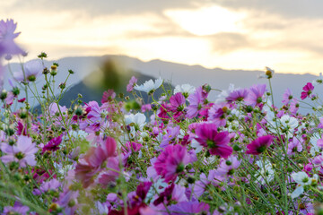 Sunset Over a Field of Blooming Cosmos Flowers