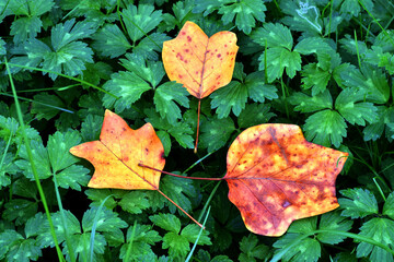 Orange-yellow leaves of the tulip tree (Liriodendron tulipifera)