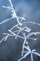 Macro Close-Up of Frost-Covered Plant with Frozen Droplets in Cool Blue Light