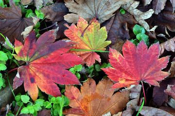 Red leaves of the maple Acer japonicum Vitifolium fallen on the ground