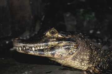 Caiman Yacaré in Argentina