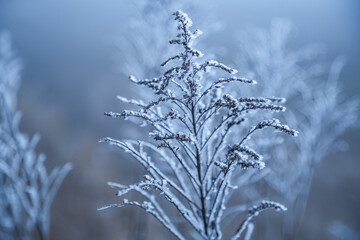 Macro close-up of a frozen plant in winter, covered in frost and illuminated by cool blue light.Hoarfrost on frozen grass in winter, shallow depth of field, illuminated by cool blue light.