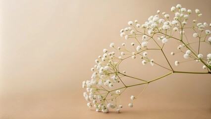 Delicate White Baby's Breath Branch on a Soft Beige Background