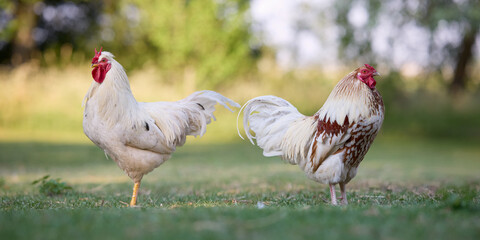 Two roosters standing next to each other free in garden
