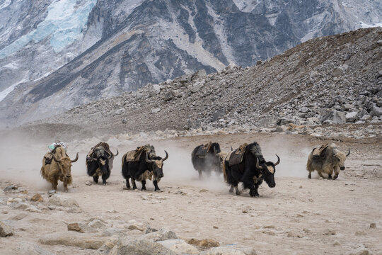 Yaks kicking up dust outisde Gorak Shep in Khumbu,Nepal.
