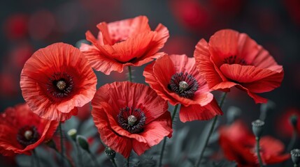 Obraz premium Sunset Over a Blooming Field of Crimson Poppies. 