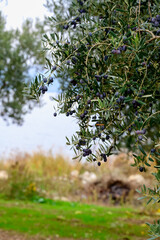 Ripe Olives on Branch with Blurred Background. Close-up of ripe purple olives hanging on a branch, set against a vibrant blurred background of greenery and sunlight.

