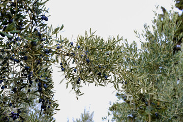 Scenic Olive Grove with Autumn Colors. Lush olive trees and vibrant autumn foliage surround a...