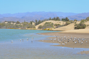 Nature reserve La Charca de Maspalomas. Bird nesting place - oasis in the dune