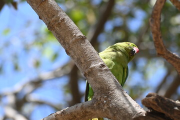 A rose ringed parrot is seen perched on a branch of alrge tree