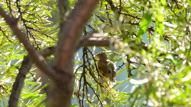 Birds in the wild. Linnet chick on a tree branch in the sun