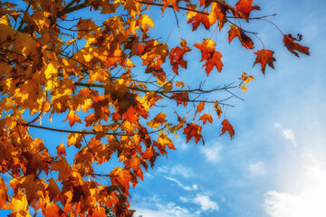 Bunt gefärbtes Laub eines Ahornbaum vor blauem Himmel und strahlender Sonne