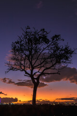 Silueta de árbol al atardecer - Boulevard Olímpico, Rio de Janeiro, Brasil
