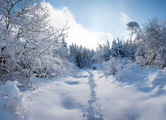 footpath through the beautiful winter forest with snow covered trees