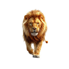 Fototapeta premium Majestic Male Lion Walking Towards the Camera - Powerful African Wildlife Image