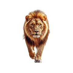 Fototapeta premium Majestic Male Lion Walking Towards the Camera on White Background