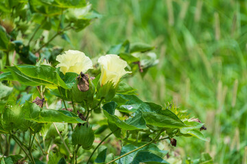 Yellow Cotton Flowers in Bloom Among Green Foliage