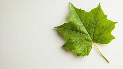 A single green maple leaf with veins visible lies on a white surface with copy space.